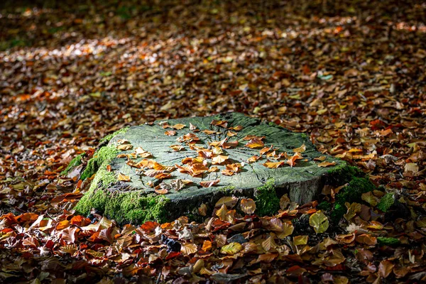 Kesik Bir Ağaç Gövdesinin Üzerinde Etrafında Düşen Sonbahar Yaprakları Sığ — Stok fotoğraf
