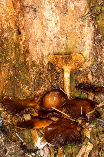 Funghi Che Crescono Contro Albero Autunno Con Attenzione Selettiva — Foto Stock
