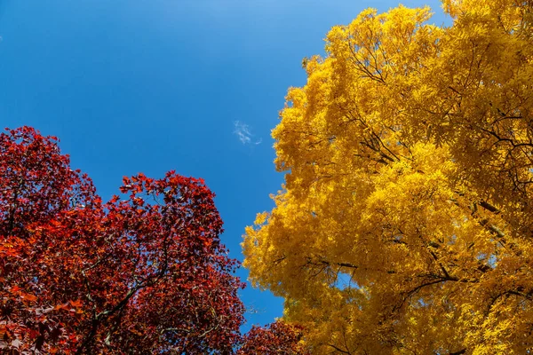 Vibrant yellow and red leaves against a blue sky, on a sunny autumn day