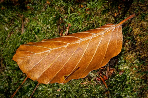 Close Single Fallen Leaf Autumn — Stock fotografie