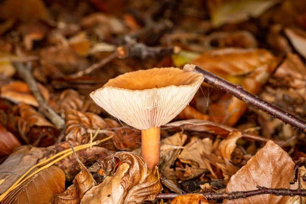 Ein Pilz Der Einem Herbsttag Wald Von Sussex Wächst — Stockfoto
