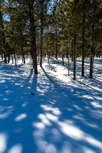 Woodland Bryce Canyon National Park Een Zonnige Winterdag — Stockfoto