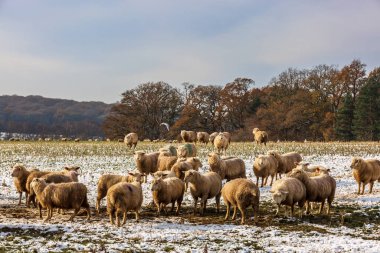 Sussex 'te karlı bir tarlada bir koyun sürüsü, soğuk bir Aralık gününde.