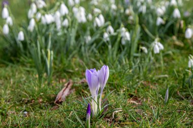 İlkbaharda sığ bir tarla derinliğinde bir çiçek ve kar damlası.