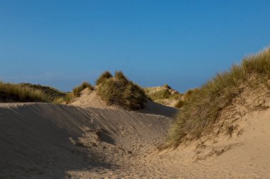 Merseyside kıyısındaki Formby 'deki kum tepelerini Marram otları kaplamıştı.