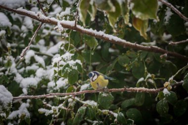 A cyanistes caeruleus, commonly known as a blue tit, perched on a tree branch on a snowy December day