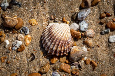 A Cockle Shell and Pebbles on a Beach