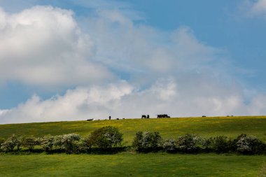 Cows on a hillside in the South Downs, on a late spring day
