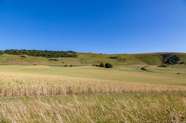 A sunny summer's day in the South Downs, with The Long Man of Wilmington in the distance