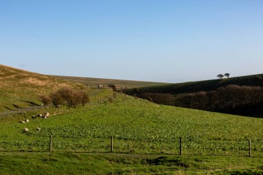 A green South Downs landscape with a blue sky overhead, on a sunny winter's day
