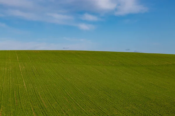 Green crops growing on a hillside in the South Downs, with a blue sky overhead