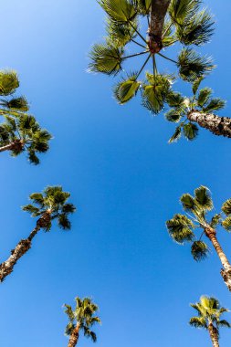 Looking up at palm trees against a blue sky