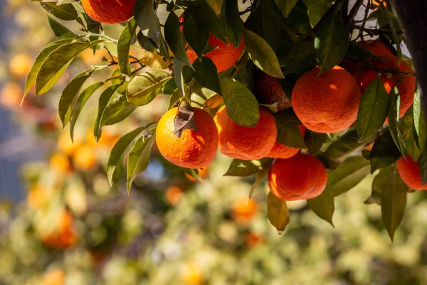 Ripe oranges growing on a tree in the sunshine in Seville, with a shallow depth of field