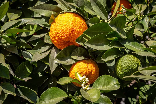 Oranges with textured skin on a tree in Seville, with new blossom beginning to flower
