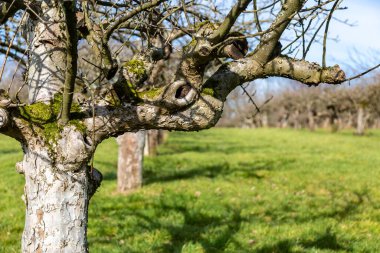 A close up of a bare apple tree in an orchard in winter, with a shallow depth of field