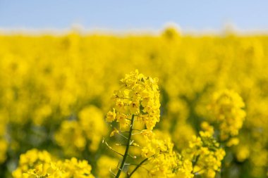 A close up of a vibrant canola flower in the spring sunshine, with a shallow depth of field
