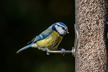 A cyanistes caeruleus eating seeds from a feeder in a Sussex garden, with a shallow depth of field