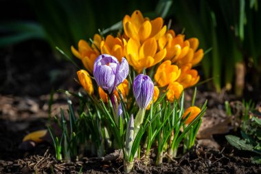 Colourful crocus flowers growing in the February sunshine