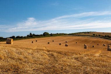 Hasattan sonra saman balyaları, Sussex 'te bir yaz günü