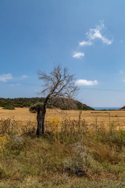 A tree in an arid landscape along the Karpas Peninsula on the Island of Cyprus