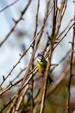 A cyanistes caeruleus, commonly known as a blue tit, perched in a bare tree on a sunny Winter's day