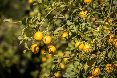 A lemon tree with ripe fruit