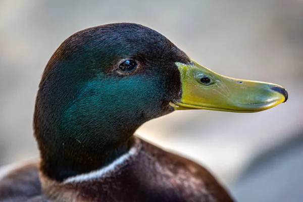 A close up of a mallard ducks head, with a shallow depth of field