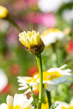 Güneşin altında güzel bir papatya tomurcuğunun yakın çekimi