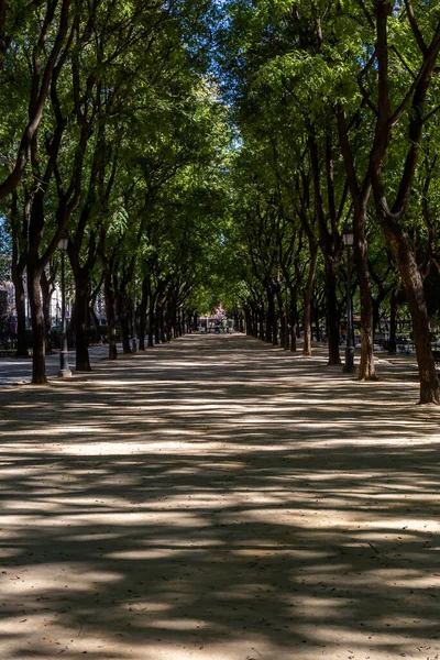 A tree lined walkway in Seville, with light and shade on the path
