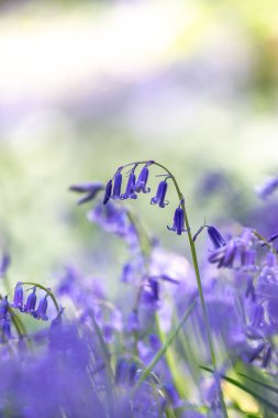 A hyacinthoid non-scripta, also known as a common bluebell, in Sussex woodland in springtime clipart