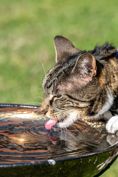A side view of a tabby cat drinking from a bird bath in a garden