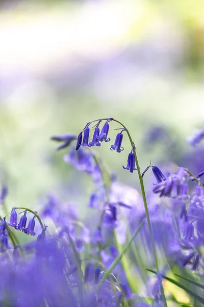Hyacinthoid Non Scripta También Conocido Como Bluebell Común Bosque Sussex Fotos De Stock Sin Royalties Gratis