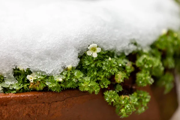 Eine Steinbrech Blume Einem Pflanztopf März Mit Einer Schneeschicht Darauf — Stockfoto