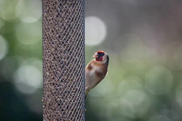 Goldfinch Empoleirado Alimentador Pássaros Jardim Sussex Dia Inverno Atrasado Ensolarado — Fotografia de Stock