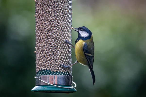 Close Parus Major Commonly Known Great Tit Taking Sunflower Seed — Fotografia de Stock