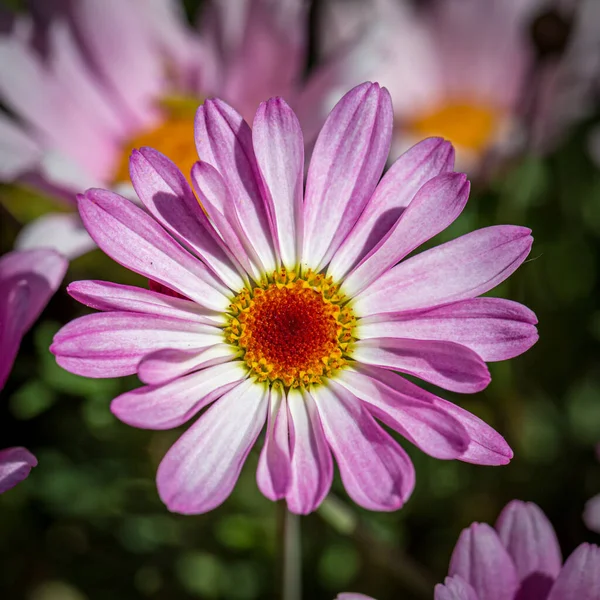 Крупним Планом Рожева Рожева Квітка Весняному Сонці — стокове фото