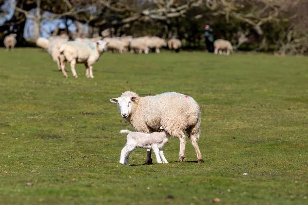 stock image A ewe feeding her lamb in the South Downs, with a shallow depth of field