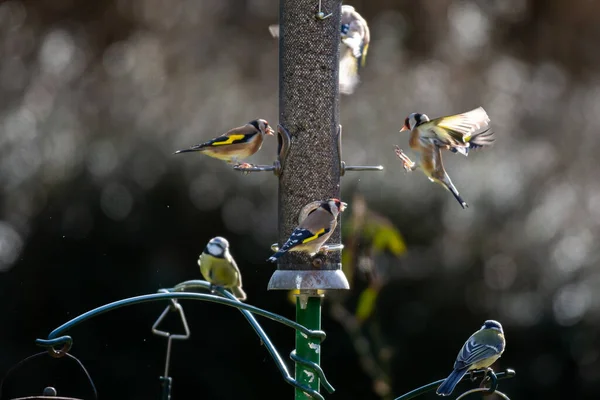 Goldfinches Blue Tits Feeding Sunflower Seeds Sussex Garden Sunny Winter — Stok fotoğraf