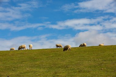 Güney Tepelerinde otlayan bir koyun sürüsü