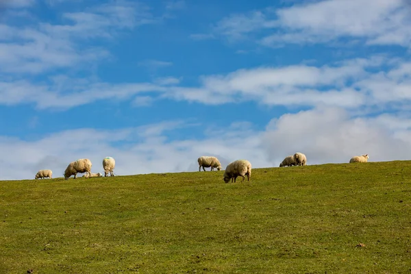 Herd Sheep Grazing South Downs Stock Image