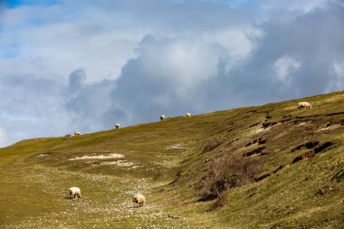 Güney Tepeleri 'nde otlanan koyunlar