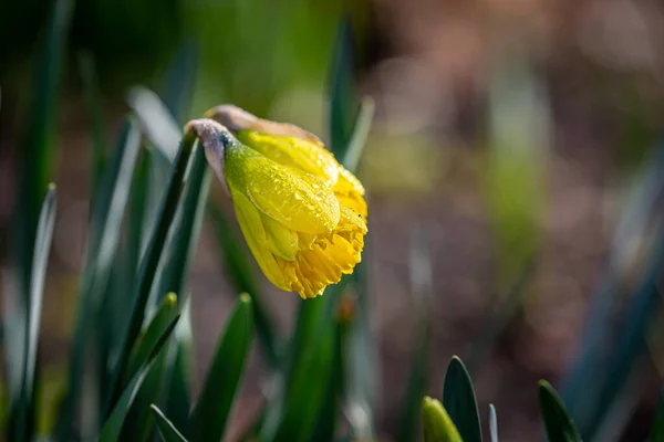 Dešťové Kapky Otevírací Narcisový Pupen Jarním Slunci — Stock fotografie