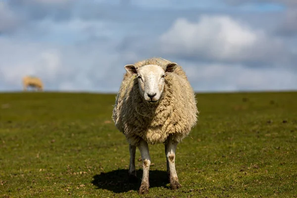 一只羊的近视 凝视着摄像机 视野浅薄 — 图库照片