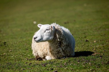 Sussex kırsalında bir koyuna yakın çekim, sığ bir tarla derinliği var.