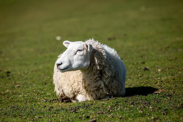 苏塞克斯郡乡村羊群的近景 有浅浅的田野 — 图库照片