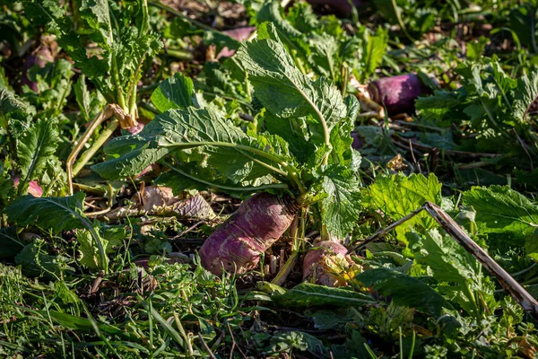Root Vegetables Growing Sussex Countryside Sunny Winter Day — Stock Photo, Image