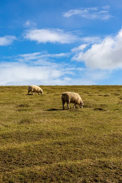 Sheep Grazing South Downs Sunny Day March — Stock Photo, Image