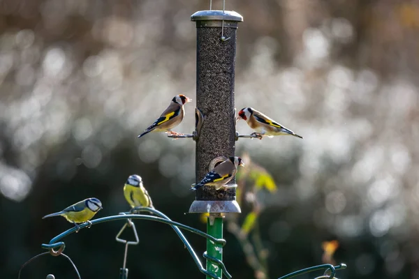 Goldfinches Bluetits Krmení Sussex Zahradě Mělkou Hloubkou Pole — Stock fotografie