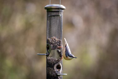Baharın güneşinde bir bahçe kuşunun üzerine tünemiş bir tımarhane.