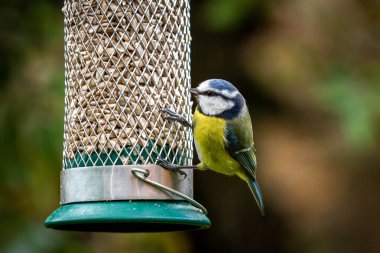 A close up of a cyanistes caeruleus, commonly known as a blue tit, perched on a garden bird feeder, with a shallow depth of field